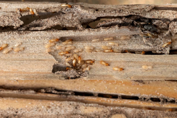 Insect Control in Makawao, HI